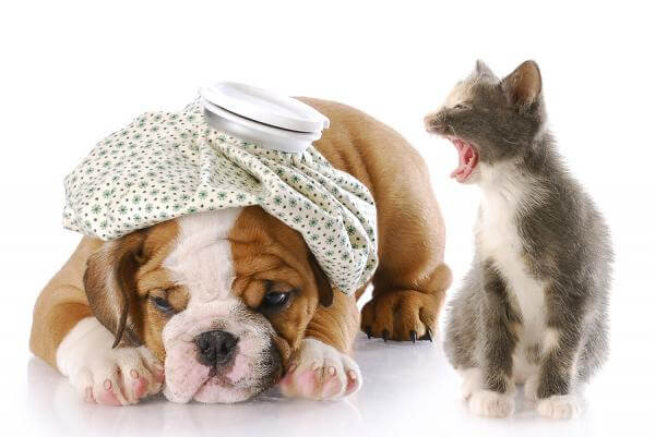 Bladder Infections in Pets: Recognizing the Symptoms!