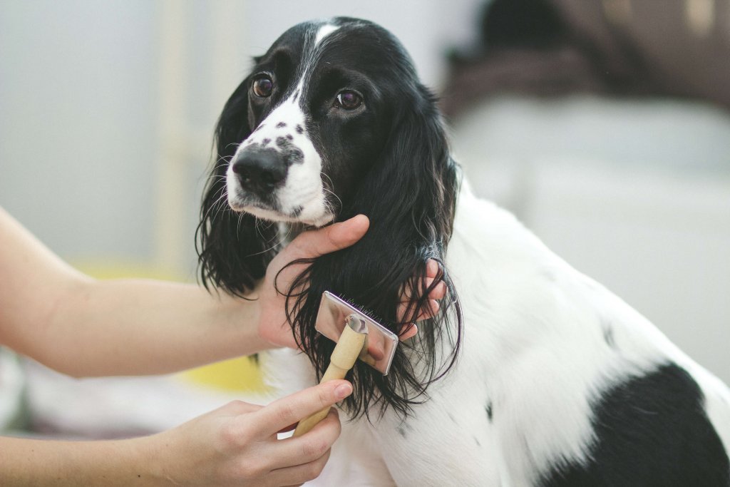The Do’s and Don’ts of Dog Grooming Parkway Veterinary Center