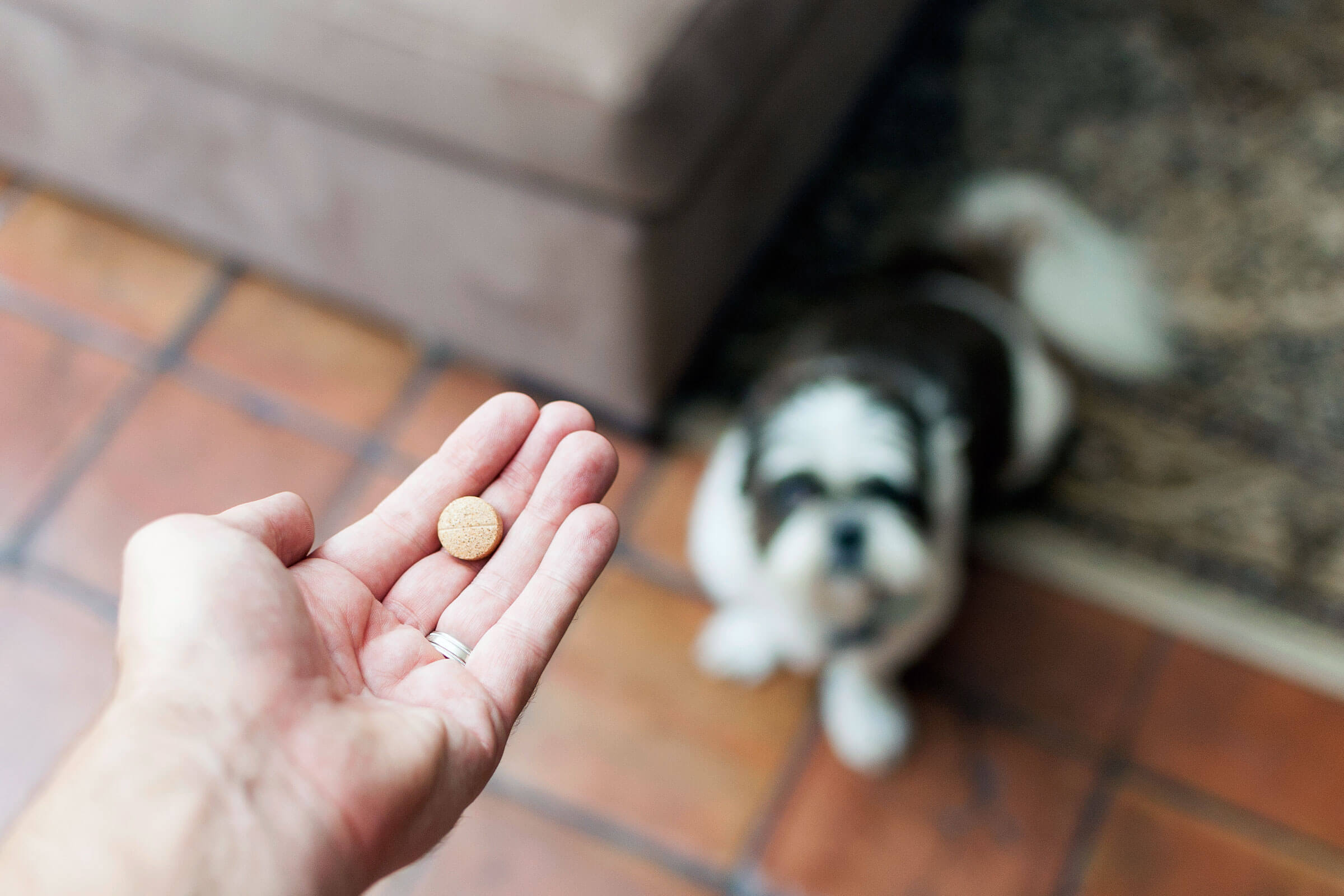 Should I Give My Dog Supplements?