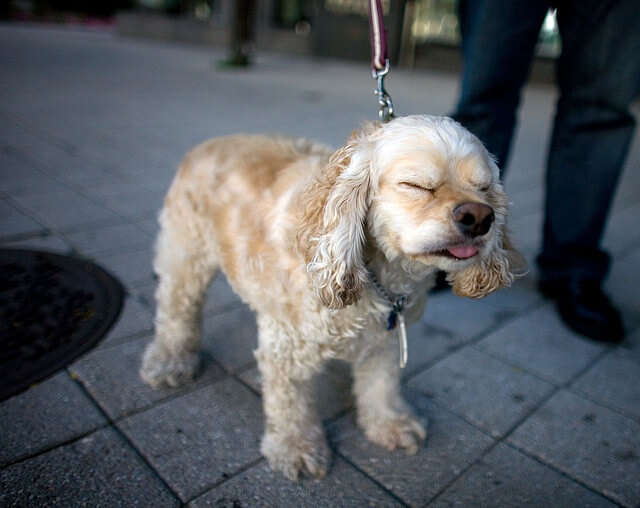 ACH-OO! Your Pets Can Catch Colds, Too!