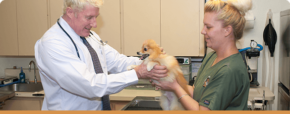 Parkway Veterinarians: Expert Services and Advice You Can Trust!