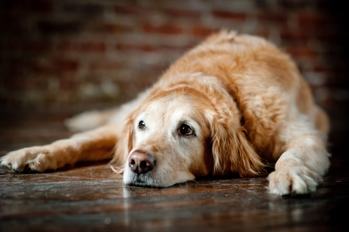 Senior Pet Care – Wellness Profiles and Veterinary Care