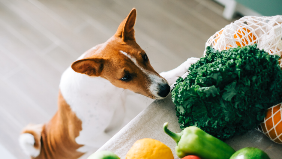 5 Harmful Foods You Shouldn’t Feed Your Dog