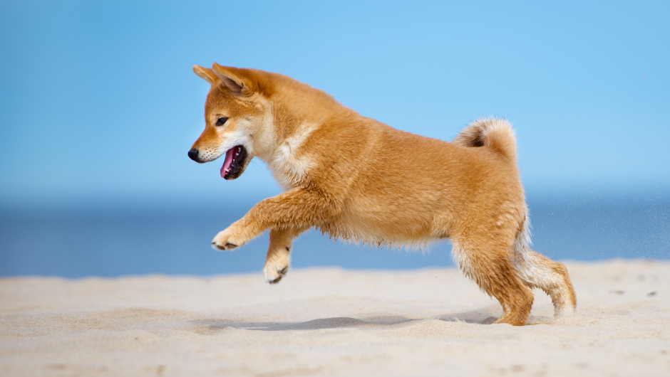 A Pet’s Guide To Weight Loss
