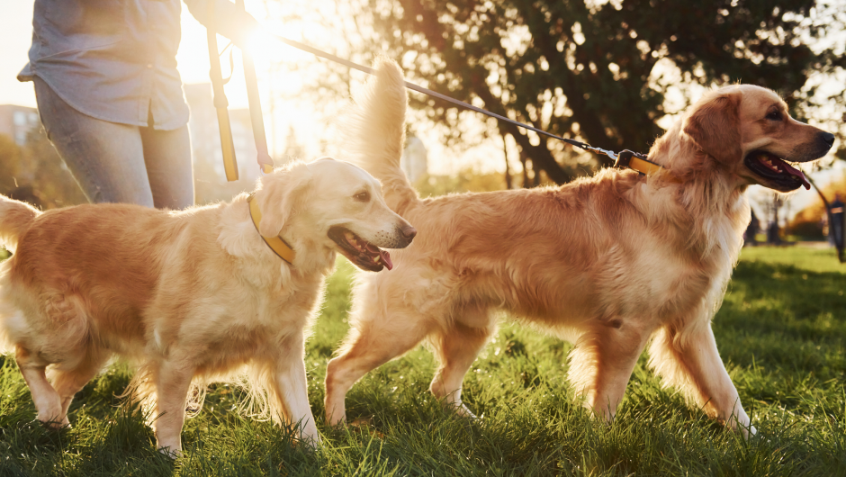 Allergies for Dogs