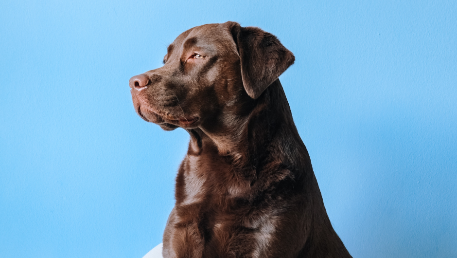 Arthritis in Dogs