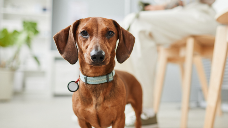 At What Age Should I Neuter My Puppy?
