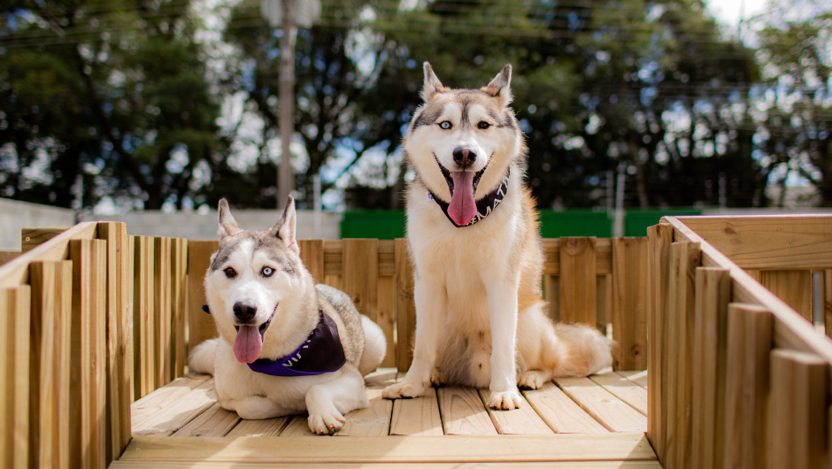 At What Age Should I Neuter My Dog? Important Question!