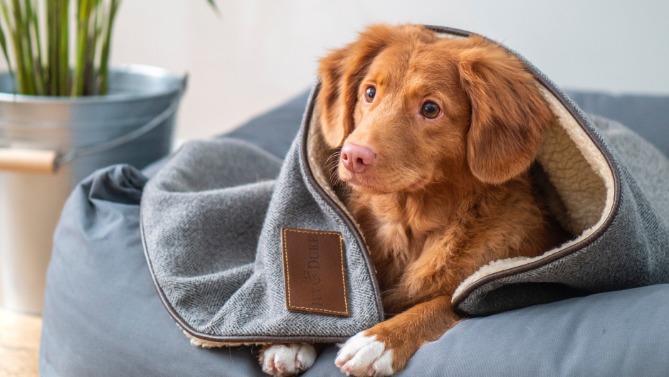 Choosing the Best Dog Boarding Sarasota Has to Offer!