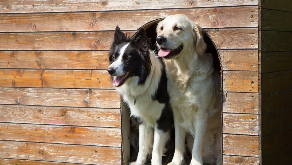 Dog Boarding: Choosing a Safe Haven for Your Pet!