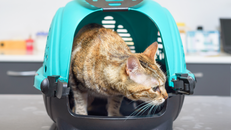 See Why Parkway Vets with a Drop-off Service Are a Game Changer!