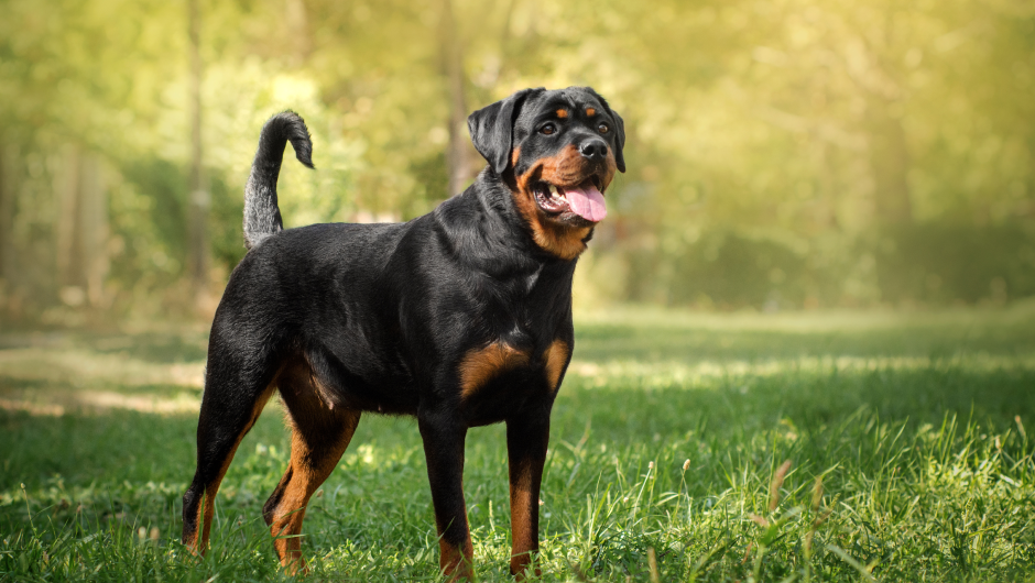 Easy Ways on How to Treat Your Yard for Fleas and Ticks this Summer!