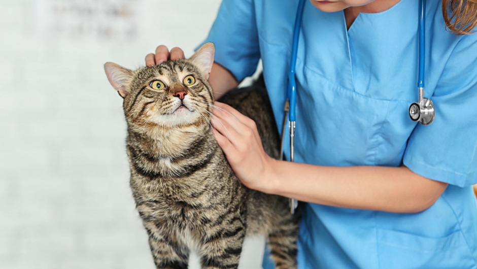 Everything You Should Know about Different Types of Microchips
