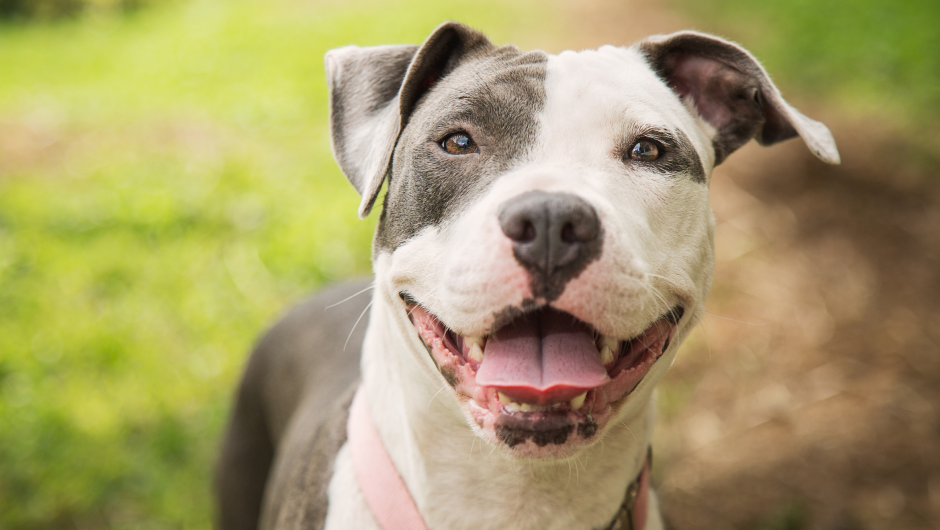 Parkway Veterinarians: Expert Services and Advice You Can Trust!