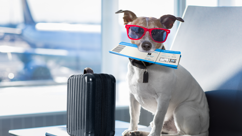Flying With My Pet, Safety First!