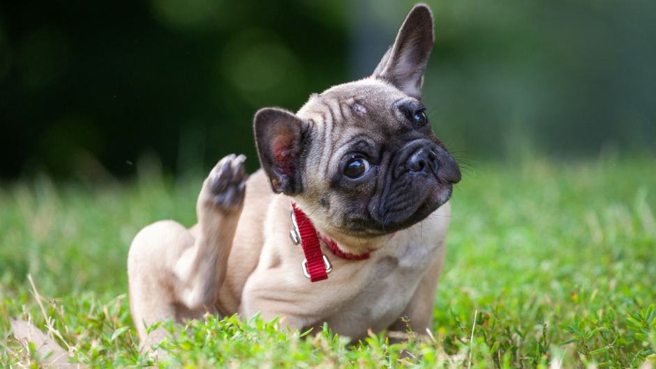 Follow These Tips to Protect Your Dog from Fleas!