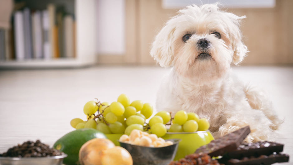Fruits – Do’s and Don’ts For Dogs