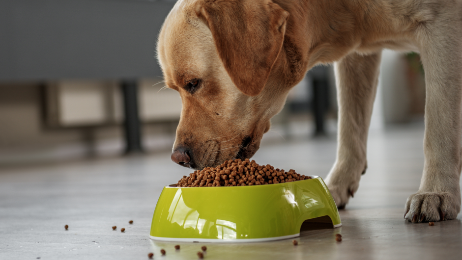 Grain Food 101: Everything you need to know