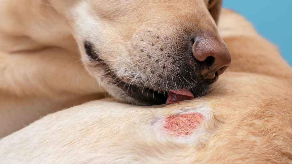 Hair Loss & Mange
