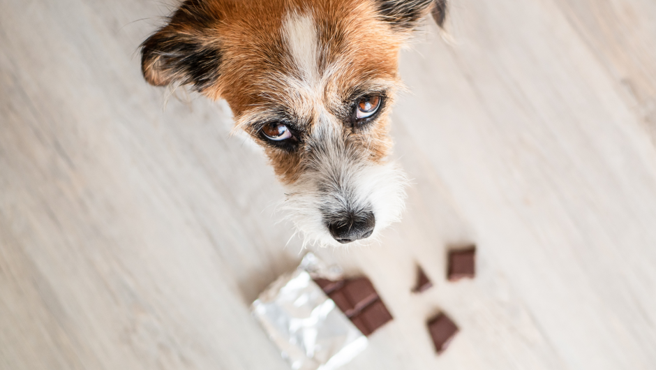 Harmful Foods for Dogs: Think Before You Treat!
