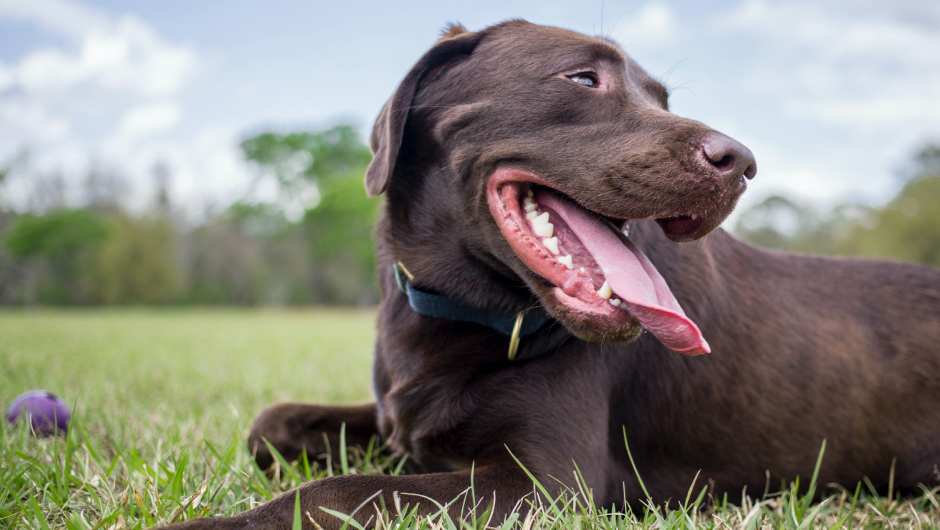 Heartworm Disease in Pets: How to Keep Your Animals Safe!