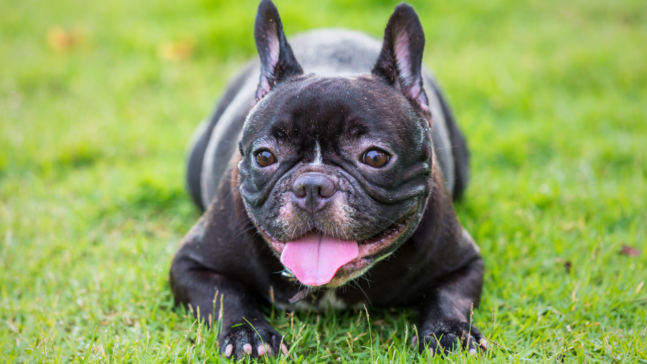 Heat Stroke in Dogs: Hot Cars, Hot Pavements, Hot Beaches