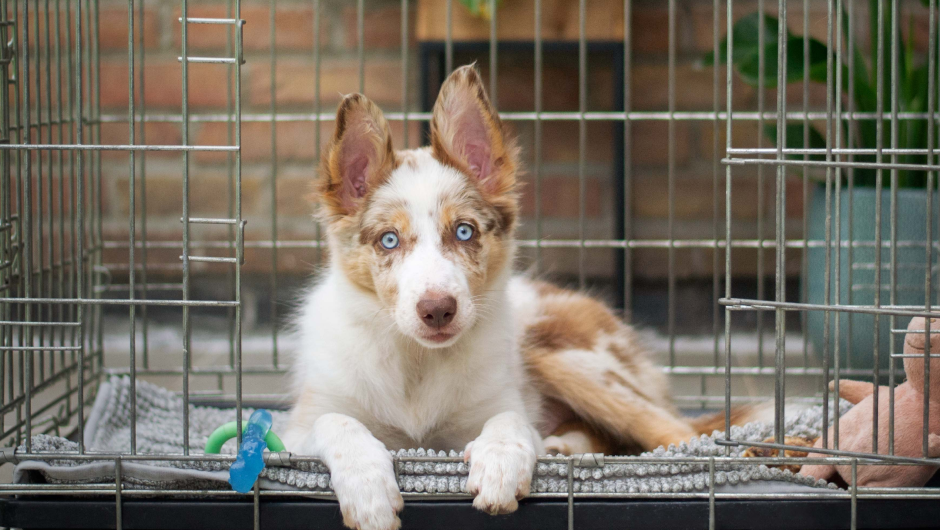 Instances When You Need Dog Boarding