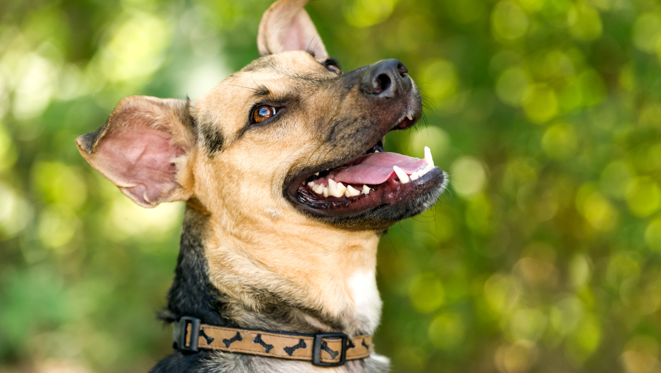Parkway Veterinarians Weigh In: Is Dental Care That Important in Pets?