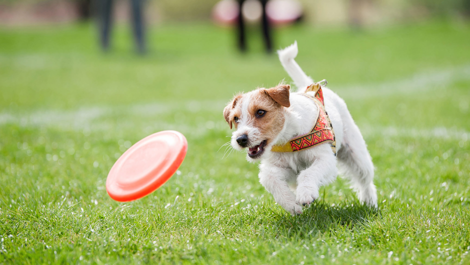 Keeping your Pet’s Heart Healthy