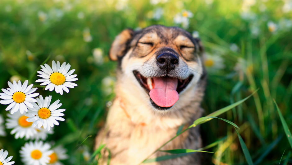 Light Therapy in Dogs and Other Pets – Pain-free Treatment for Common Ailments!