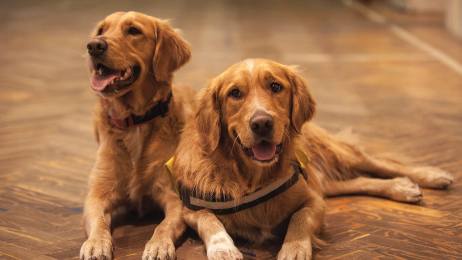 Neuter My Dog – Everything You Should Know About the Process