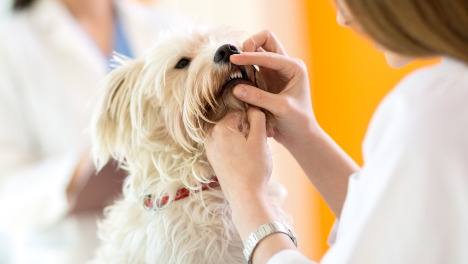 Non Anesthetic Pet Dental Treatments Are Harmful to Pets, Period!