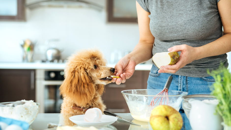 “People Foods” & Other Harmful Foods for Pets!sar