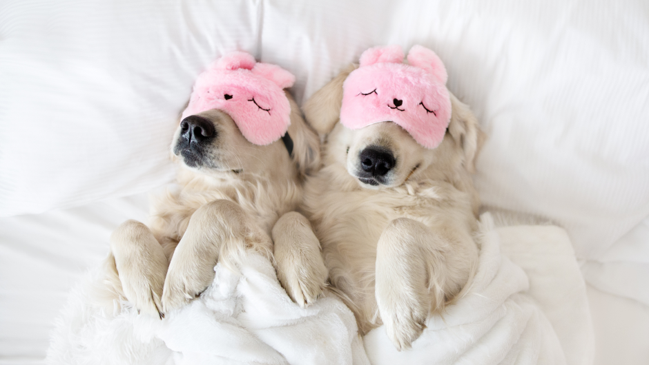 Pet Boarding in Sarasota: Choosing a Boarding Facility for Your Pet