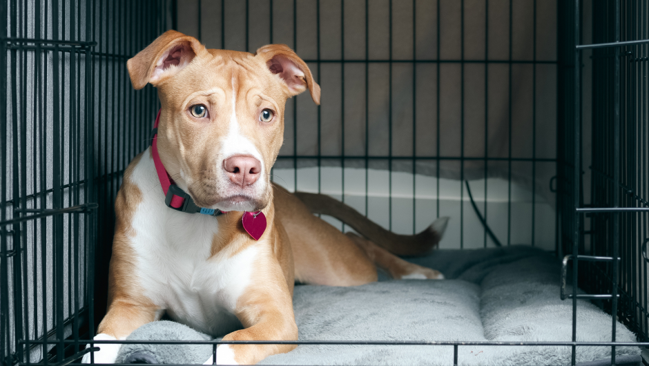 Pet Boarding in Sarasota – Parkway Veterinary Center Has You Covered!