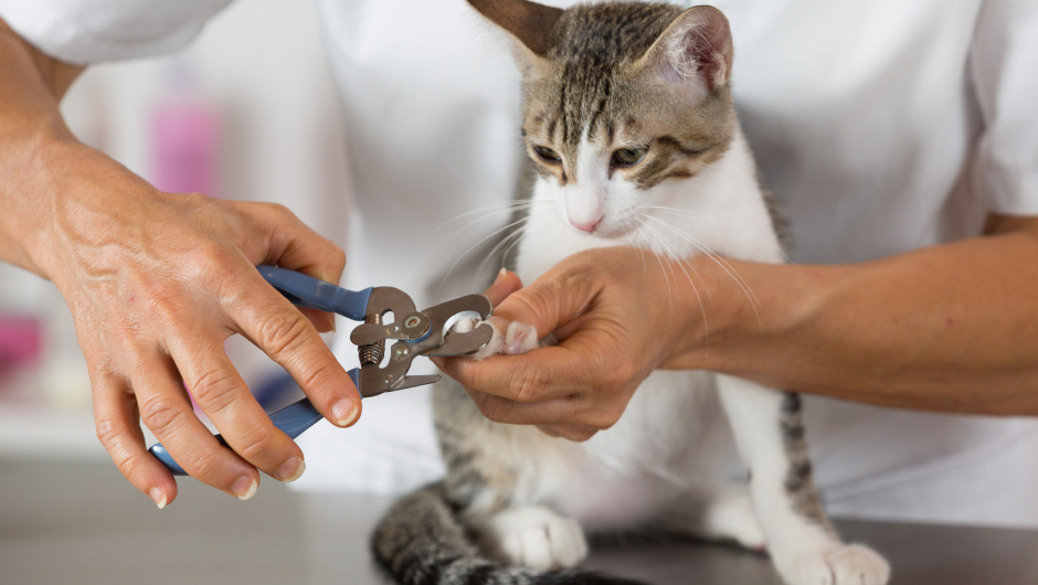 Pet Grooming in Sarasota: Choosing the Right Groomer for You!