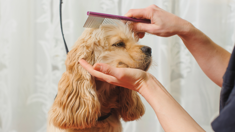 Pet Grooming in Sarasota: How to Find the Perfect Place for Your Pet