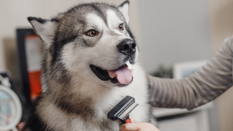 Pet Grooming in Sarasota: Groom Your Pet for Success!