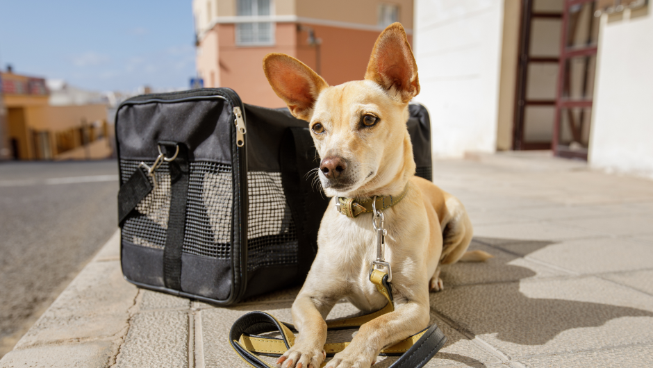 Preparing for Dog Boarding – Parkway Tips