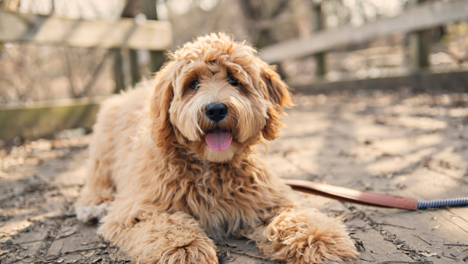 Quality Services for Your Pets
