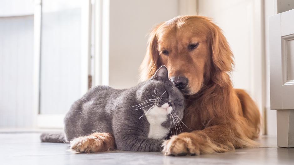 Senior Pet Care – Wellness Profiles and Veterinary Care