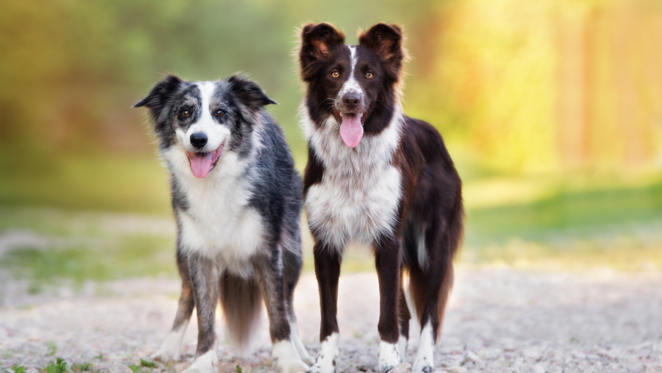 Should I Spay My Dog? 5 Commonly Asked Questions