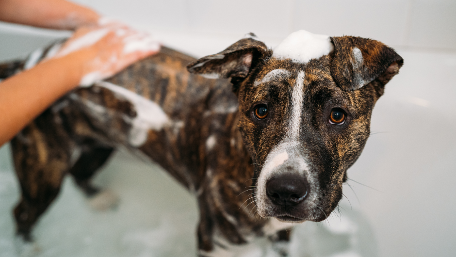 So Fresh and So Clean: Choose the Best for Dog Grooming!
