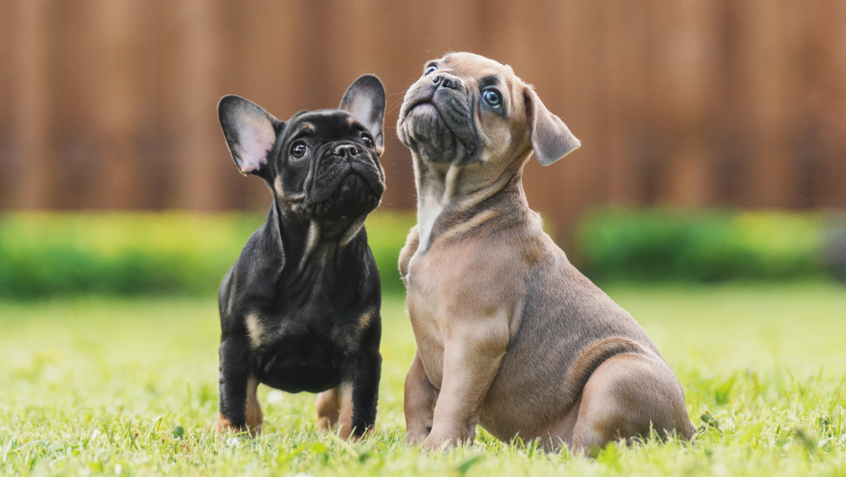Socializing New Puppies for a Better Human/Animal Bond