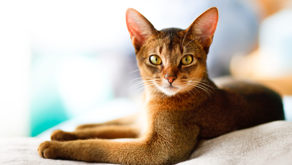 Sudden Death in Cats: Can it happen to You?