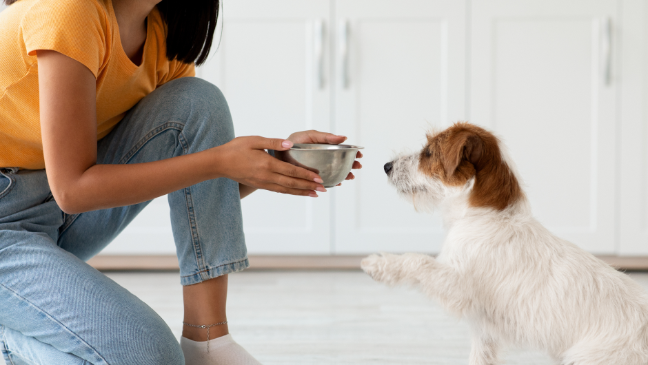 Supplements for Dogs and Other Pets, When to Be Cautious!