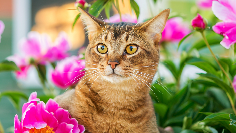 Toxic Plants for Pets: Beautiful (But Deadly) Blooms This Spring