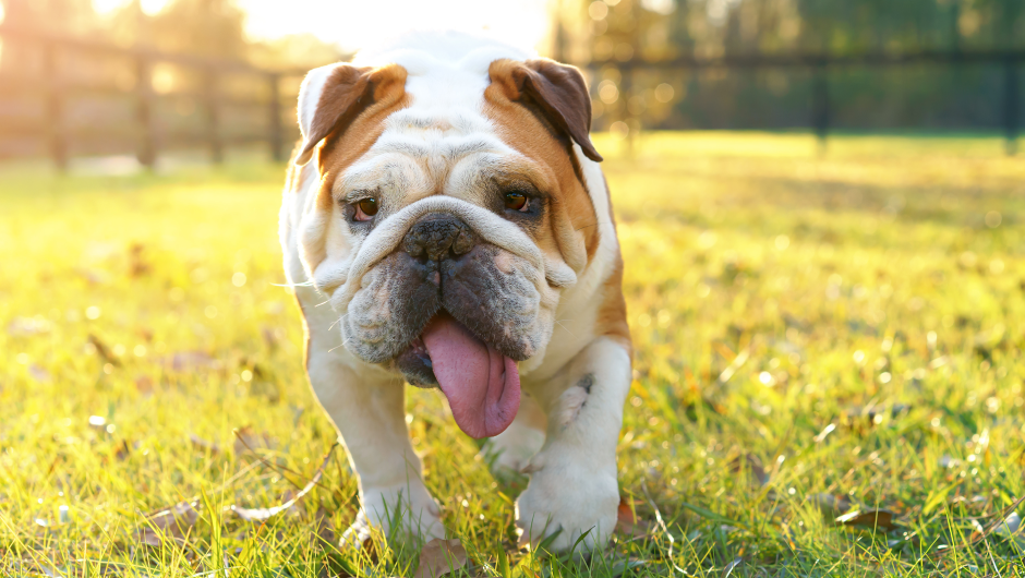 Tracheal Collapse in Dogs, Is Your Pet at Risk?