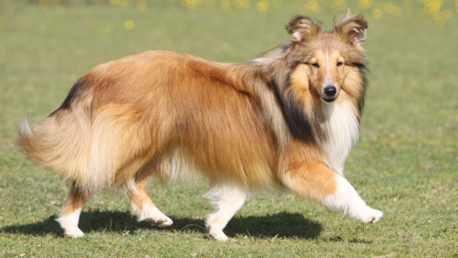 Parkway Veterinary Center: Ways to Manage Joint Pain in Dogs