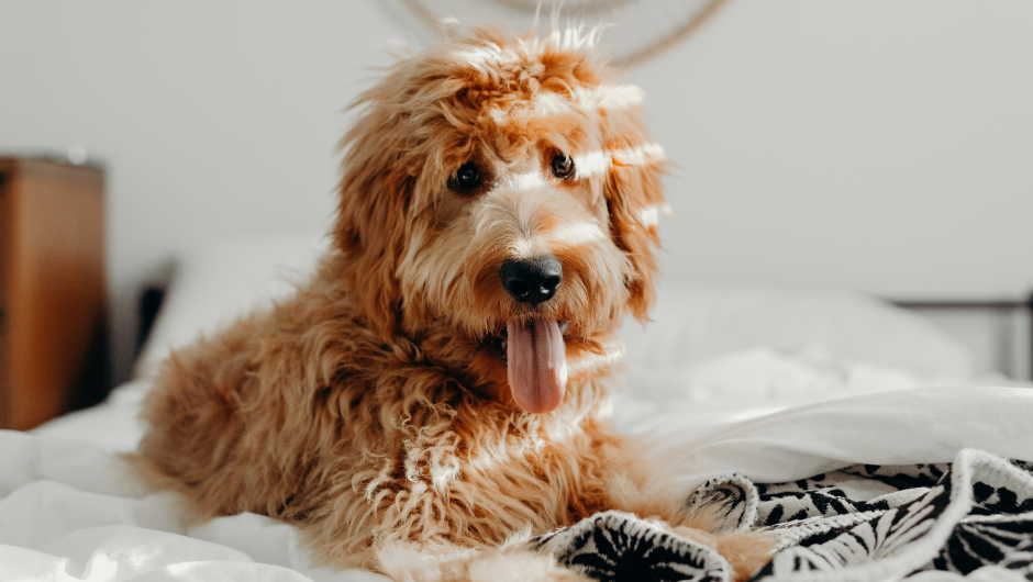 What Causes Hair Loss In Pets? And How Concerned Should You Be?
